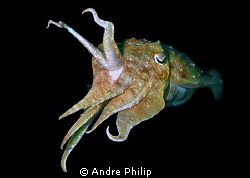cuttlefish by Andre Philip 